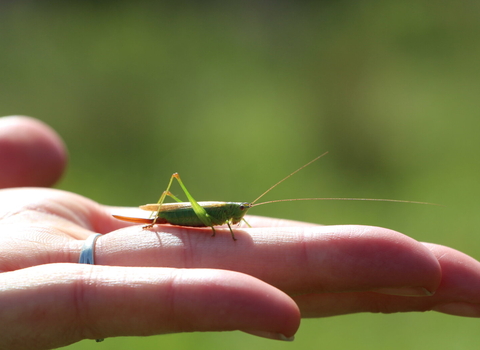 Long-winged conehead on a hand