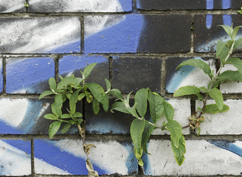 Urban plant and graffiti
