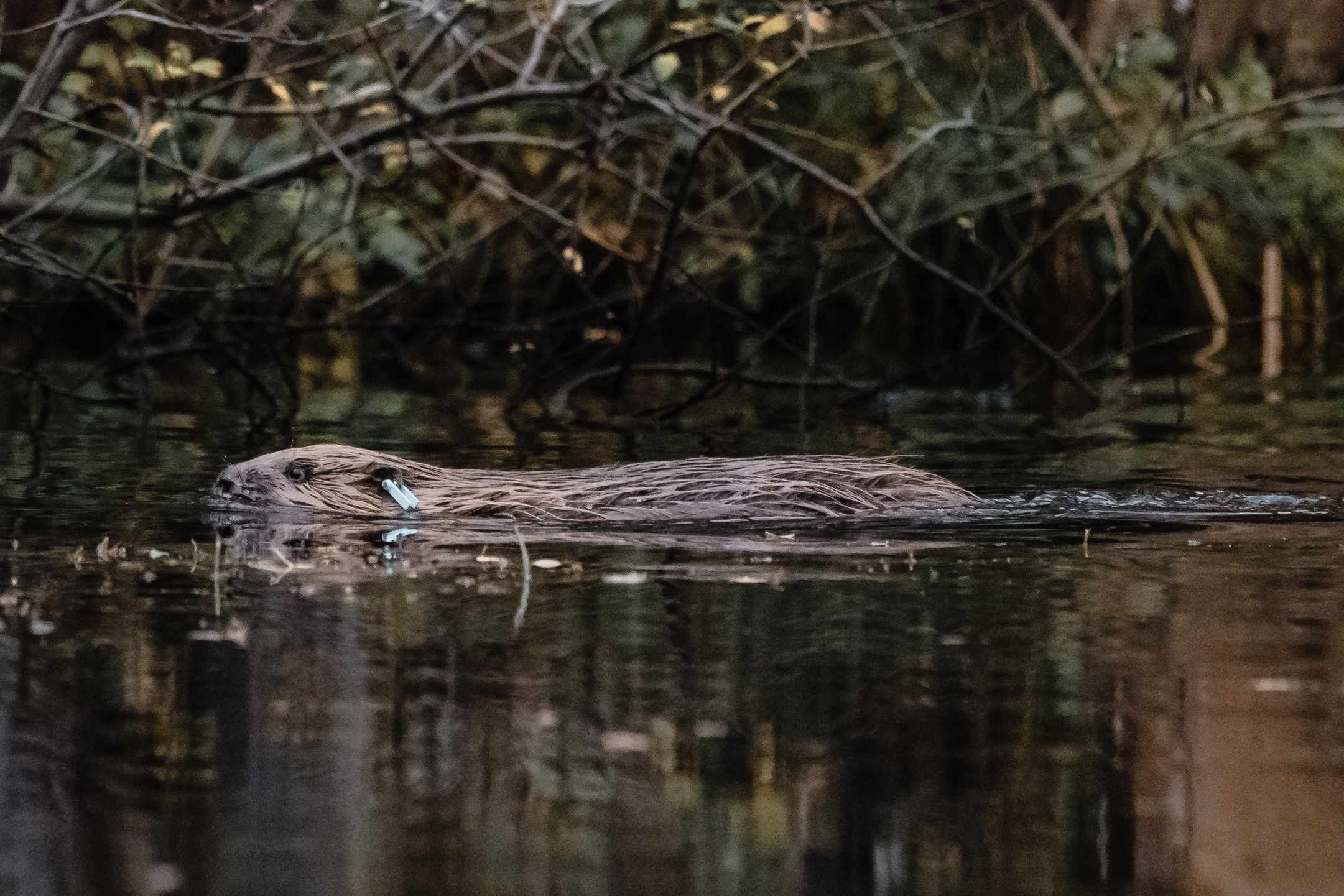 female beaver swimming