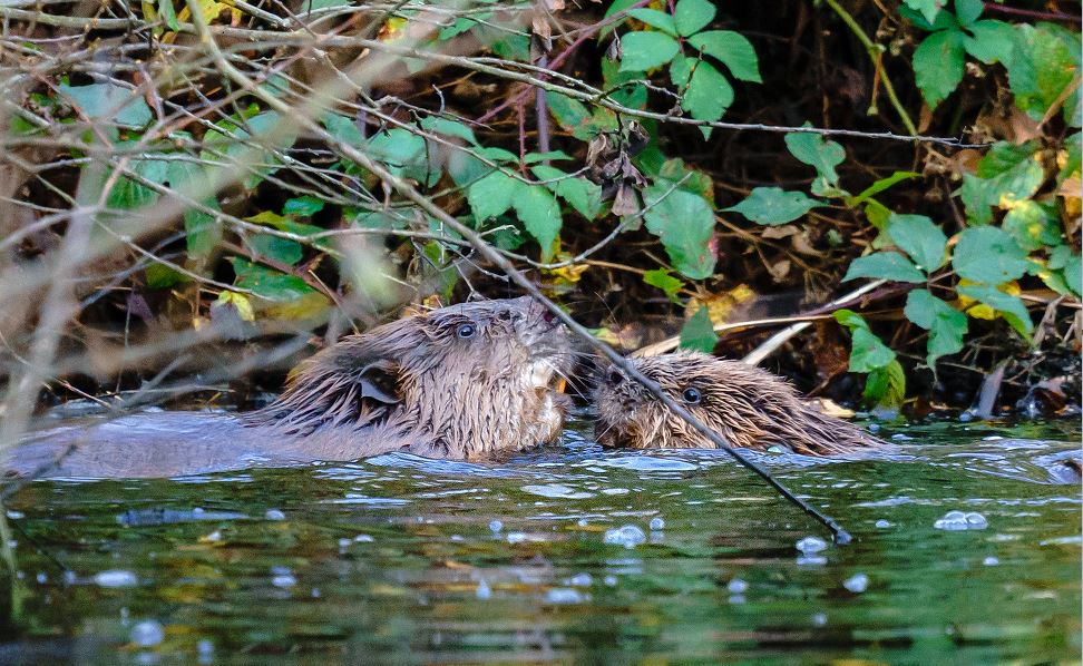 beavers in water