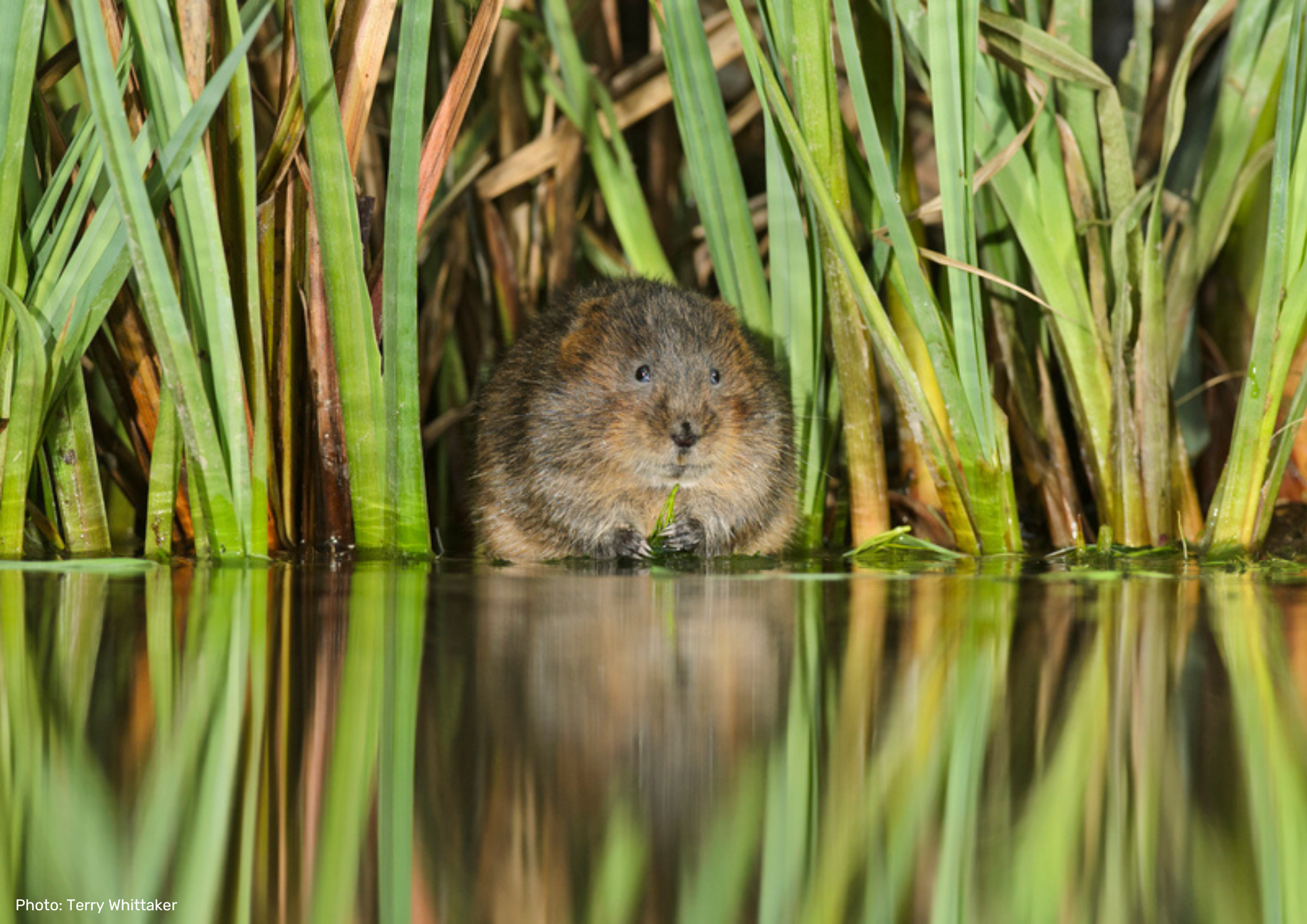 Water vole