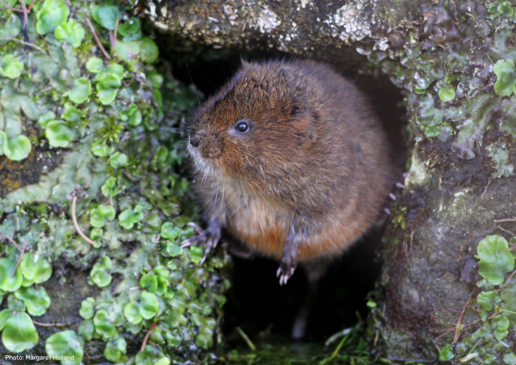 Water vole