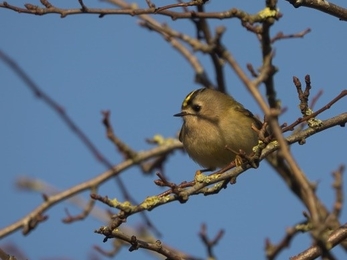 Cleaver Heath - goldcrest