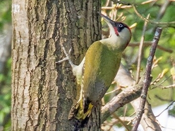 Cleaver Heath - green woodpecker