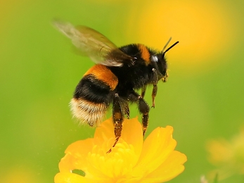 Buff-tailed BumbleBee © Jon Hawkins Surrey Hills Photography