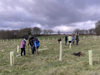 Tree planting