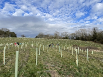 Tree planting