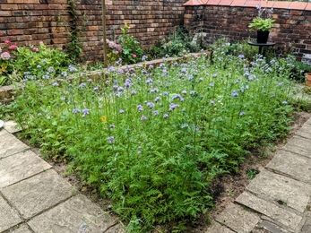 wildflower patch