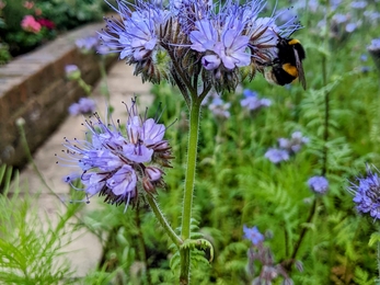 bee resting on flower 