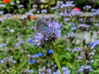 blue butterfly resting on flower