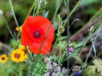 wildflowers 