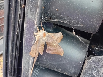 Poplar Hawk Moth