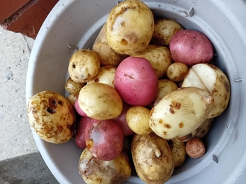 Reddish Hall School Allotment - Potatoes 
