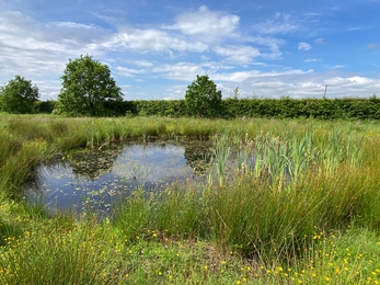 Cheshire Pond