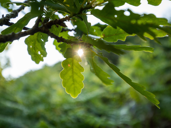 The sun shines through oak leaves on a tree