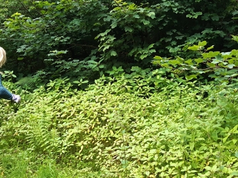 Two volunteers removing Himalayan Balsam near the river.