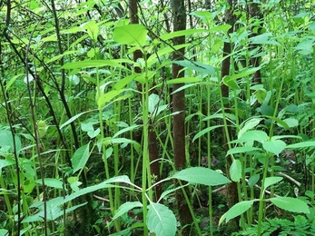 Himalayan Balsam growing in hard to reach places in the woodland.