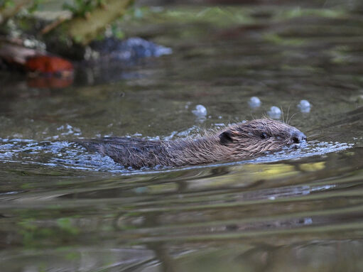 Beavers | Cheshire Wildlife Trust