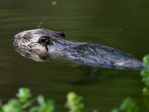 Beavers | Cheshire Wildlife Trust