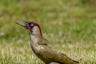 Green woodpecker