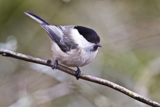 Willow tit