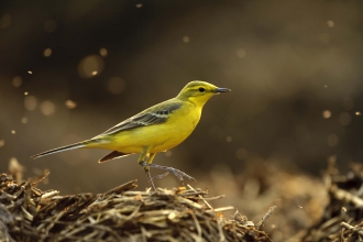 Yellow wagtail