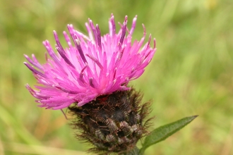 Common Knapweed