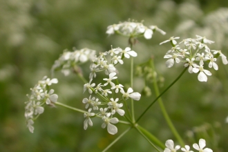 Cow Parsley