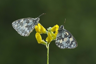 Marbled White