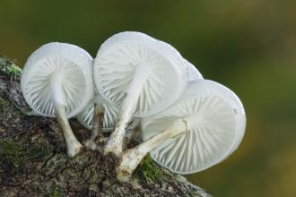 Porcelain Fungus