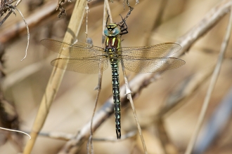 Hairy Dragonfly