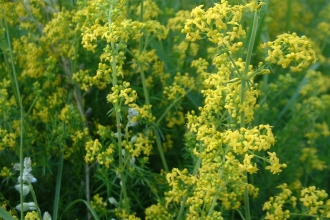 Lady's Bedstraw