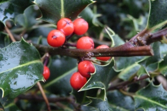 Holly berries