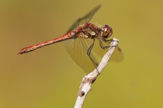 Common Darter male