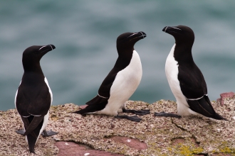 Razorbill