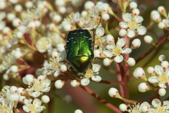 Rose Chafer