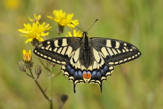 Swallowtail Butterfly