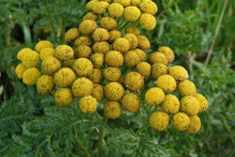 Tansy