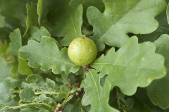 Oak Apple Gall 