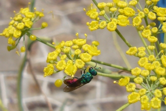 Ruby-tailed Wasp