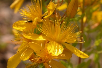 Perforate St John's-wort