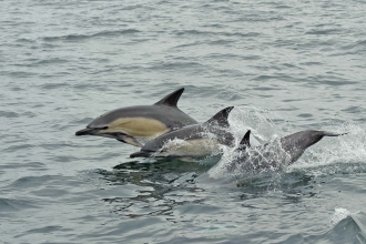 Common Dolphin