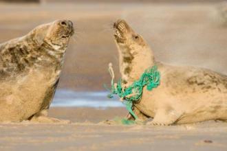 seal with net around neck c. Tom Marshall