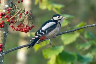 Compstall Nature Reserve c. Bob Coyle