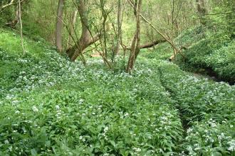 Cotterill Clough nature reserve