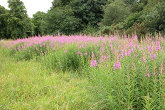 Knutsford Heath nature reserve