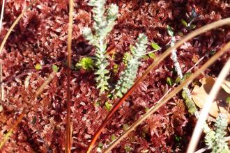 Sphagnum at Abbots Moss nature reserve c. Claire Huxley