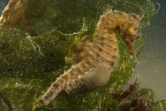 Short-snouted seahorse