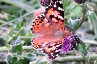 Tortoiseshell