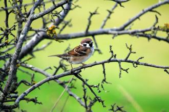 Tree sparrow c. Amy Lewis